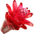 Ginger flower